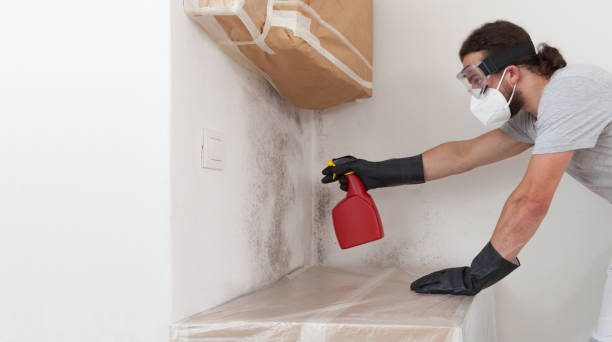 Professional Black Mold Remediation technician working in Universal City, TX