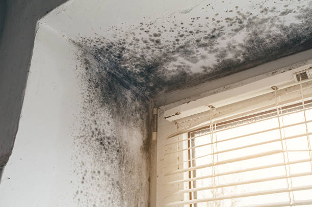 Affordable Black Mold Remediation solutions in Universal City, TX